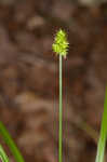 Oval-leaf sedge